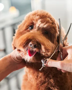 Reputable Dog Grooming Business for Sale in Ottawa Valley, ON