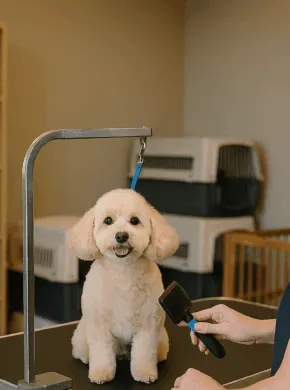 Well Established Pet Grooming Salon and Daycare with Property